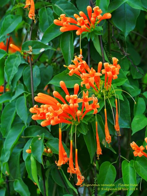 Bignonia venusta – Flame Vine Flame Vine, Tropical Vines Plants, Pyrostegia Venusta, Thunbergia Grandiflora, Passion Plant Flower Vines, Physostegia Virginiana, Red Passion Flower Vine, Guatemalan Art, Evergreen Vines