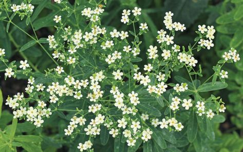 Regional Picks: Best Natives - Northeast - FineGardening Native Plant Garden, Native Plant Gardening, Plant Garden, Fine Gardening, Pollinator Garden, Spring Photos, Most Beautiful Flowers, Plant List, Garden In The Woods