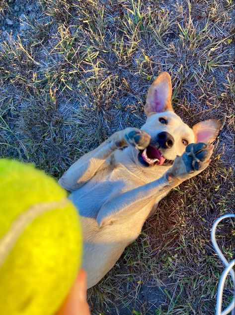 Dog Playing Aesthetic, Dog Care Aesthetic, Playing With Dog, September Mood, Puppy Playing, Vision Boarding, Summer Vision, Outside Dogs, Dogs Playing