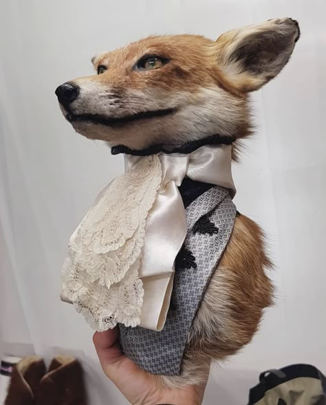 Cool Taxidermy, Creepy Objects, Bones Display, Taxidermy Tattoo, Creepy Taxidermy, Cursed Taxidermy, Taxidermy Aesthetic, Taxidermy Rat, Fox Taxidermy