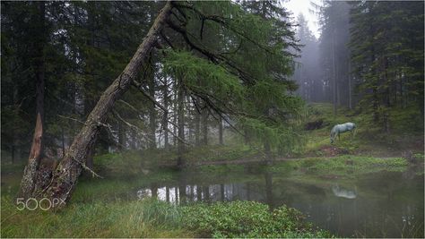 [ horse in the fog on the meadow ] by DEIWAT / 500px Peaceful Images, Misty Meadow, Misty Lake, Swan Lake Ballet, Lake Reflection, Landscape Features, The Fog, Swan Lake, The Meadows