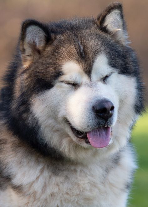 Alaskan Malamute Wallpaper, Giant Alaskan Malamute, Husky Breeds, Malamute Dog, Every Dog Breed, Akc Breeds, Malamute Puppies, Shepherd Dog Breeds, All Breeds Of Dogs