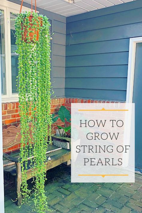 How Not to Kill String of Pearls!  Learn everything you need to know to grow this beautiful trailing succulent!  Everything from light, water, soil blends, fertilizer, propagation, and how NOT to kill them! Plant Display Dining Room, String Of Pearls Plant Care, String Of Pearls Plant, Plant Indoor, Plant Care Houseplant, Succulent Garden Diy, Plants Ideas, Hanging Plants Indoor, Inside Plants