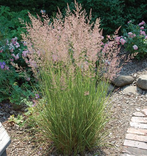 Overdam Feather Reed Grass Overdam Feather Reed, Feather Reed Grass Landscaping Ideas, New Home Landscaping, Driveway Border, Georgia Garden, Feather Reed Grass, Naturalistic Garden, Kingdom Hall, Yard Plants