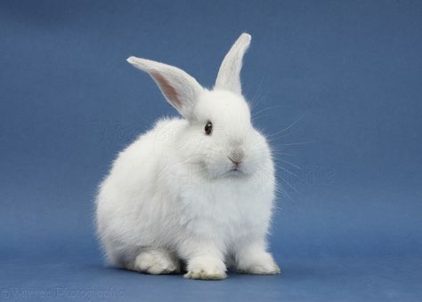 White Rabbit Pokemon Real Life, Scorbunny Pokemon, Wallpaper Rabbit, Film Alice In Wonderland, Bunny Blue, White Bunnies, Rabbit Pictures, Peacock Pictures, White Rabbits