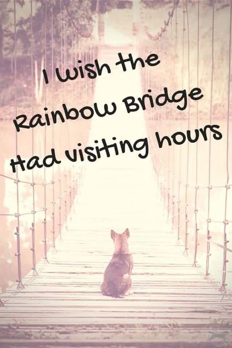 Pet Quotes Dog, Miss My Dog, Pet Quotes, Dog Poems, Dog Quotes Love, Pet Bereavement, Dog Heaven, Pet Remembrance, Losing A Pet