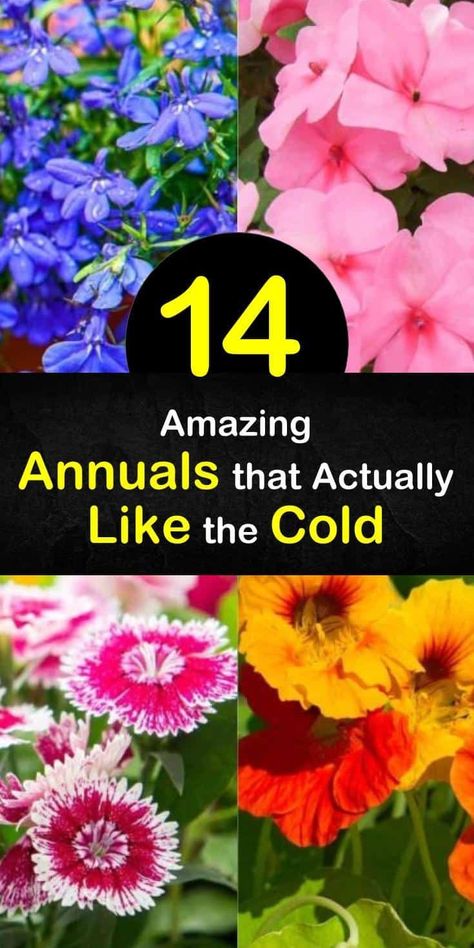 Discover annuals that thrive in cool weather. Though these annual flowers, like dianthus and calendula, may require full sun, they prefer the cool conditions in spring and fall. Grow hardy annuals like sweet peas as a cut flower. #annuals #coolconditions #coolseason Fall Annuals, Hardy Annuals, Fall Container Plants, Full Sun Flowers, Edging Plants, Early Spring Flowers, Fall Containers, Backyard Gardening, Plant Ideas