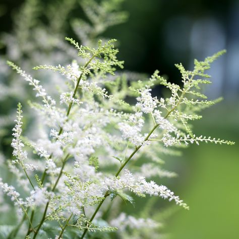 Pure white Astilbe Astilbe White, White Astilbe, Flower Ideas, Blue Hydrangea, Flower Beauty, Pure White, Hydrangea, Pure Products, Plants