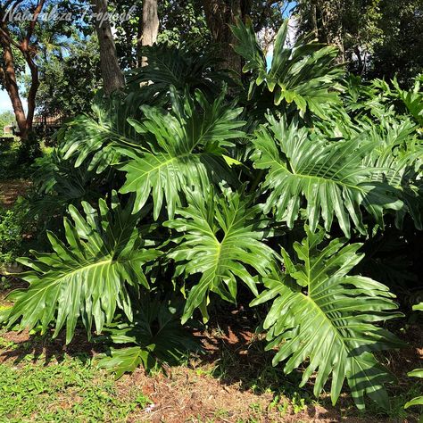 Consejos esenciales para el cultivo de plantas del género Philodendron en el jardín o interior de los hogares. Descripción breve del género. Características generales de las plantas del género Philodendron Philodendron es un género de plantas perteneciente a la familia Araceae que cuentan con más de 650 especies descritas. Son originarias de zonas tropicales y subtropicales del continente american ... Florida Gardening, Tropical Garden, Outdoor Plants, Tropical Plants, Indoor Plants, House Plants, Florist, Plant Leaves, Modern House