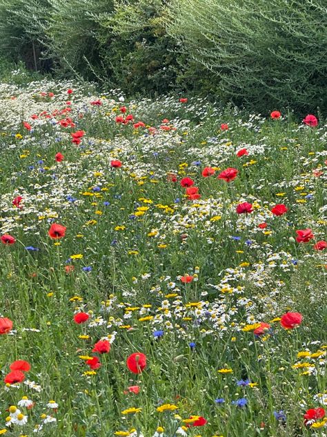 Bright Flowers Aesthetic, Poppy Flower Aesthetic, Field Flowers Bouquet, Camping Drawing, German Flower, Aesthetic Bright, Poppies Flower, Summer Moodboard, Wallpaper Theme