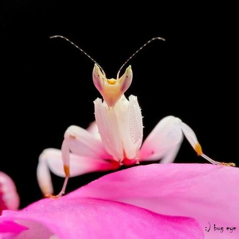 Pink Praying Mantis South American Rainforest, Orchid Mantis, Rainforest Habitat, Small Wild Cats, Red Orchids, Beautiful Bugs, Praying Mantis, Creepy Crawlies, Arthropods