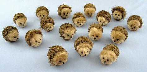 Just discovered some Burr Oak acorns today and in searching for their identity found these cute hedgehogs made with them. From Houseful of Hedgehogs.  Adorable. Acorn Animals, Hedgehog Conkers, Squirrel And Acorn Crafts, Bur Oak Acorn Crafts, Hedgehog Decorations, Autumn Hedgehog Craft, Burr Oak Acorn Craft, Hedgehog Pin Cushion, Dried Acorns