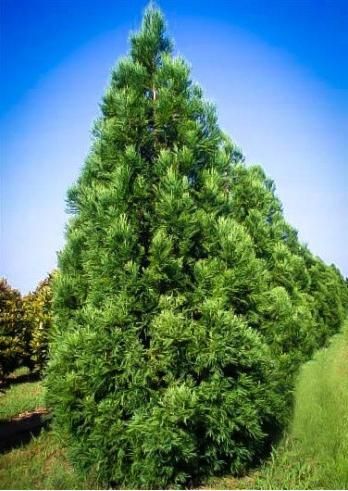 Easily the most popular Cryptomeria cultivar, Cryptomeria Radicans is a medium-sized evergreen conifer that grows to between 35 and 45 feet tall and 20 feet wide. It prefers full sun with mild partial shade and hot, moist climates and is drought-tolerant. Growth rate is between 3 and 5 feet a year creating a  quick privacy screen. Cryptomeria Japonica, Japanese Cedar, Landscape Curbing, Privacy Trees, Hillside Garden, Swimming Pool Landscaping, Front Landscaping, Lawn And Landscape, Cedar Trees