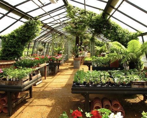 Wooden Stall, Greenhouse Cafe, Modern Greenhouses, Petersham Nurseries, Greenhouse Interiors, Home Greenhouse, Greenhouse Plants, Greenhouse Growing, Backyard Greenhouse