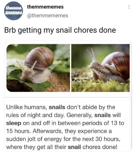 Big Snail, Thirty Af, Pet Snails, Day For Night, Animal Memes, Cute Funny Animals, Say You, The Soul, Cat Memes