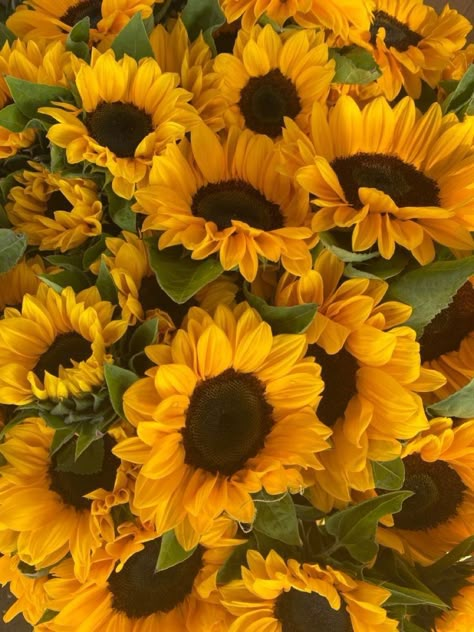 Types Of Sunflowers, Signs From The Universe, Boquette Flowers, Flower Therapy, Cute Selfies Poses, Yellow Aesthetic, Growing Flowers, Flowers Nature, Amazing Flowers