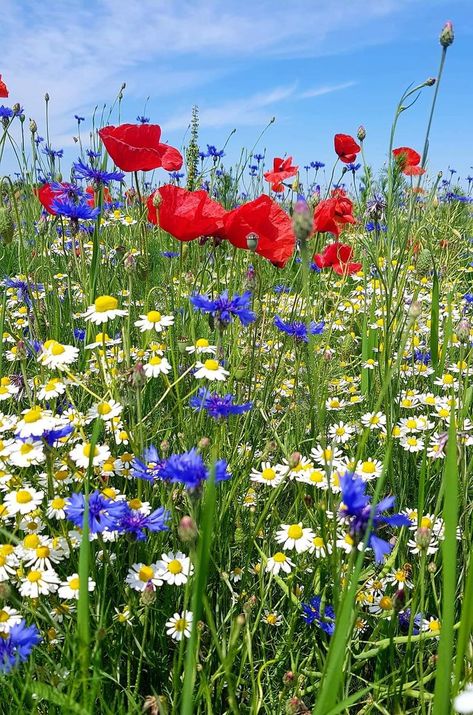 Field Of Wildflowers Photography, Wild Daisy, Climbing Flowering Vines, Painted Photo Frames, Wildflowers Photography, Wild Flower Meadow, Meadow Garden, Flower Close Up, Nothing But Flowers