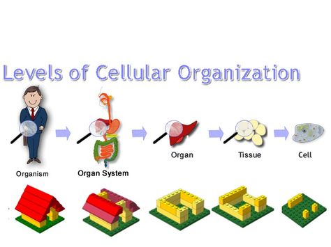 levels of cellular organization with legos Levels Of Organization Biology, Levels Of Organization, Lego Learning, Biology For Kids, Cellular Biology, Biology Activity, Sixth Grade Science, Cell Structure, Class 8