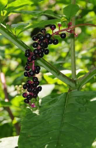 poke berry wine Poke Berry Benefits, Poke Berries, Poke Berry, Wild Crafting, Benefits Of Berries, Waste Land, Foraged Food, Berry Plants, Berries Recipes