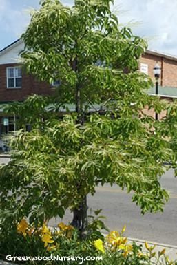 Sourwood Backyard Beehive, Wildflower Honey, Flowering Tree, Flowering Trees, Garden Center, Amazing Gardens, Find It, Wild Flowers, Honey