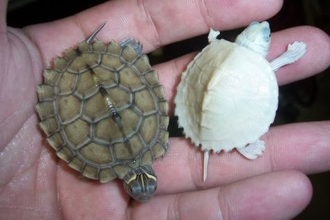 Mississippi Map and Albino Mississippi Map Turtles Map Turtle, Turtle Shell, Mississippi, Turtles, Reptiles, Shells, Map, Animals