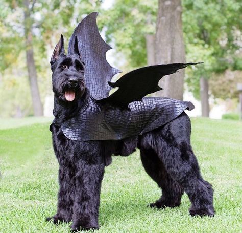 #funny #dogsincostumes #halloweencostumesfordogs #giantschnauzer #blackschnauzer #schnauzer Dog Dragon Costume, Big Dog Costumes, Goat Costume, Large Dog Costumes, Standard Schnauzer, Giant Schnauzer, Dragon Costume, Pet Halloween Costumes, Animal Costumes