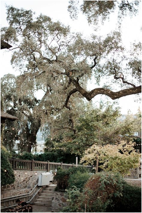 V Sattui Winery Wedding, Romantic Vineyard Wedding, Napa Wineries, Napa Valley Wine, Winery Wedding, Winery Weddings, Vineyard Wedding, Napa Valley, Most Romantic