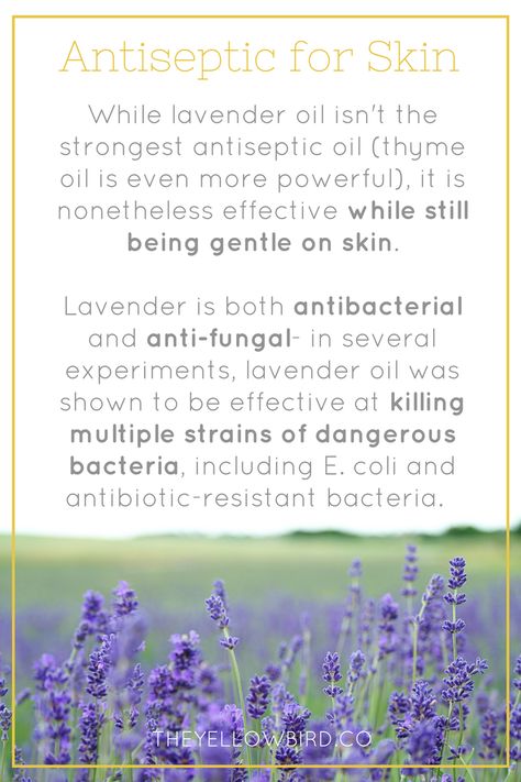 Lavender works as a gentle antiseptic for skin. Killing bacteria and preventing fungi from developing! lavender skin benefits  //  lavender properties products #theyellowbirdco Lavender Properties, Lavender Skin, Sensitive Skin Care Routine, Minimalist Beauty Routine, Thyme Oil, Skin Facts, Herbal Apothecary, Best Skin Care Routine, All Natural Skin Care