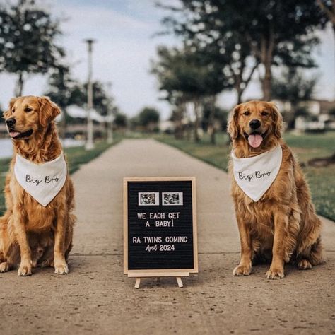 Celebrate life’s most precious moments with our custom embroidered dog bandanas. 💖🧁 From birthdays to weddings, pregnancy announcements and graduations we have something for every occasion. 🥂 Each bandana is customizable to fit your theme colors! ✨Check out our selection of custom dog bandanas in the link in our bio or find us on canoodlecompany.etsy.com ✨ #customdogbandana #dogbandana #birthdaydogbandana #custombandana #pregnancyannouncement #weddingdog Pregnancy Announcement Dog, Dog Baby Announcement, Dog Pregnancy Announcement, Bandana For Dogs, Pregnant Dog, Embroidered Dog, Pregnancy Announcements, Dog Bandanas, Dog Wedding