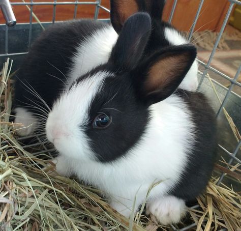 Three week old Dutch rabbit sisters, Breeze and Dotti Dutch Rabbits, Black And White Bunny, Cutest Bunny Ever, Dutch Rabbit, Pet Bunny Rabbits, Rabbit Breeds, Beautiful Rabbit, Natural Farming, Cute Bunny Pictures