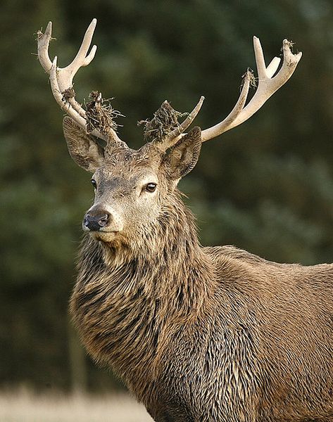 Magnificent and majestic #stag #antlers Proud Pose, Red Deer Stag, Stags Head, Big Deer, Tattoo Animal, Photo Animaliere, Stag Antlers, Fallow Deer, Stag Deer