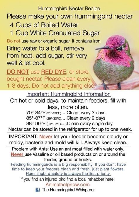 Hummingbird Nectar Recipe, Backyard Birds Watching, Backyard Birds Sanctuary, Hummingbird Food, Hummingbird Nectar, Hummingbird Plants, Hummingbird Garden, Bird Food, How To Attract Hummingbirds