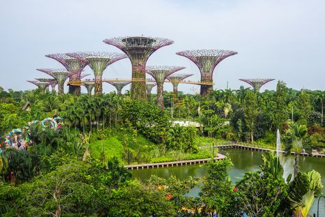 8 Amazing Yet Free Things to Enjoy in Singapore! Singapore Itinerary, Montreal Botanical Garden, Singapore Garden, Singapore Botanic Gardens, Endangered Plants, Visit Singapore, Orchids Garden, Kanazawa, Gardens By The Bay