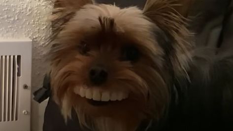 Have You Seen This? Dog steals dentures, makes owner snort with laughter Dogs With Dentures, Dog With Dentures, Fake Teeth, Evil Geniuses, Yorkshire Terriers, History Humor, Dentures, Comic Relief, Have You Seen