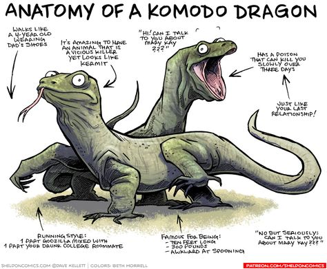 Anatomy of a Komodo Dragon Bearded Dragon Funny, Dragon Anatomy, Cute Reptiles, Komodo Dragon, Funny Illustration, Komodo, Reptiles And Amphibians, Bearded Dragon, Creature Design