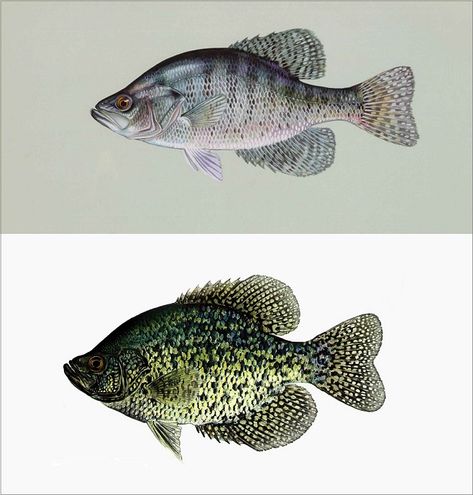 The difference between white and black crappie. White Crappie vs Black Crappie, there are notable differences between both species of crappies. The differences which can help anglers to know the regions black or white crappies are predominantly found. Crappie Drawing, Crappie Painting, White Perch, Black Crappie, Bugs Bunny Drawing, Fish Images, Crappie Fishing Tips, Fish Craft, Fish Artwork