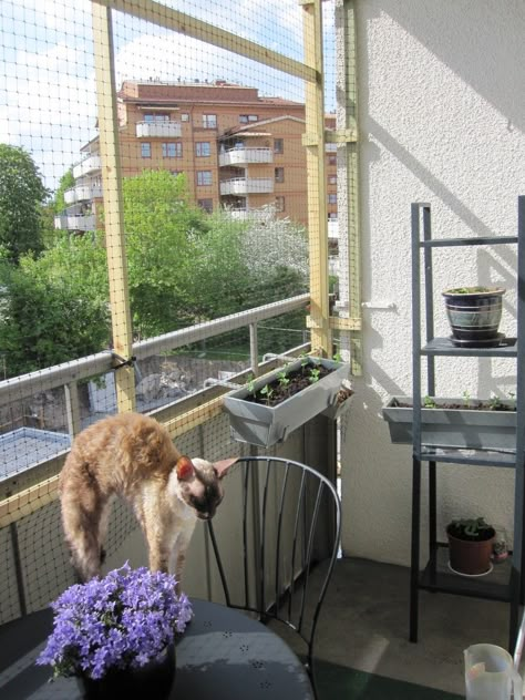 Cat Balcony Ideas, Cat Proof Balcony, Cat Net, Apartment Porch, Outdoor Pet Enclosure, Interior Design Minimal, Balkon Decor, Cat Patio, Tiny Balcony