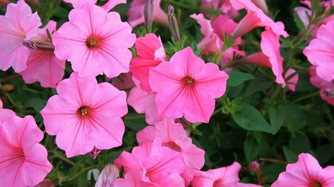 Petunias