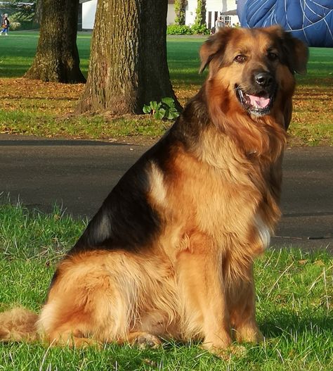 borus german shepherd ×bernese mountain dog Mountain Dog, Bernese Mountain, Bernese Mountain Dog, Mountain Dogs, My Dog, German Shepherd, Baby Animals, Golden Retriever, Dogs