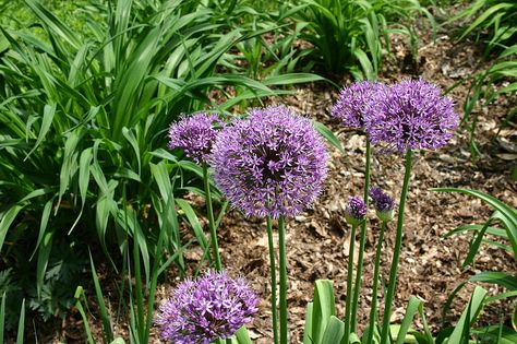 Allium aflatunense - Wikipedia Allium Garden, Allium Flowers, Hd Flowers, Blue Floral Wallpaper, Summer Flowering Bulbs, Identify Plant, Patio Pots, Nature Hd, Spring Bulbs