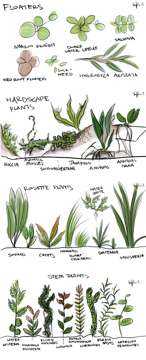 Aquarium Plants Drawing, Natural Aquarium Freshwater, Fish Tank Plants Ideas, Fish Tank Landscape Ideas, Plants For Aquarium Tanks, Betta Fish Tank Plants, Live Plant Aquarium Ideas, Live Plant Fish Tank Ideas, Aqua Plants Fish Tanks