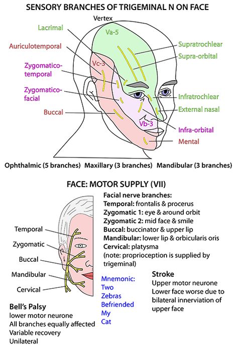 nerves of the head neck and face | ... Anatomy - Head and Neck - Nerves - Cranial - VII supplying face Nerves Of The Face, Facial Nerves Anatomy, Trigeminal Nerve Anatomy, Facial Nerve Branches, Head And Neck Anatomy, Anatomy Of The Body, Anatomy Head, Dental Hygienist School, Nervous System Anatomy