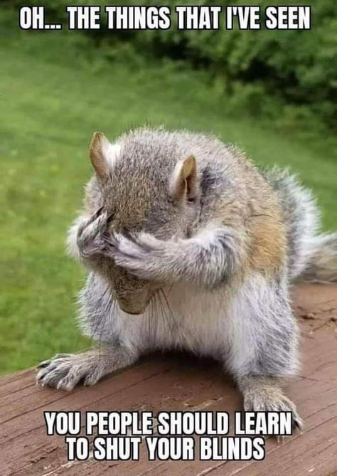 Squirrel Memes, Funny Squirrel Pictures, Squirrel Pictures, Funny Animals With Captions, Squirrel Funny, Funny Animal Quotes, Cute Squirrel, A Squirrel, Funny Cartoon Quotes