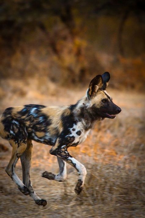 African Hunting Dog, Dogs Running, Crazy Nature, Crafts Animals, Quotes Light, Aesthetic Forest, Wild Dog, African Wild Dog, Animals Pictures