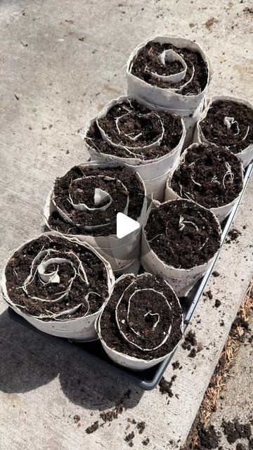 Klemme Home and Garden on Instagram: "Trying out making seed snails using cotton drop cloth!  Using @faridasober method🌱  . . . . . . . #gardensofinstagram #homestead #gardening #homestead #growyourownfood #greenthumb #growfoodnotlawns #vegetablegarden #zone4garden #instagarden" Seed Snail Method, Seed Snail Roll, Snail Roll Seed Starting, Snail Farming Housing, Growing Seeds On A Sponge, Garden Snails As Pets, Hardening Off Seedlings, Homestead Gardening, Homestead Ideas