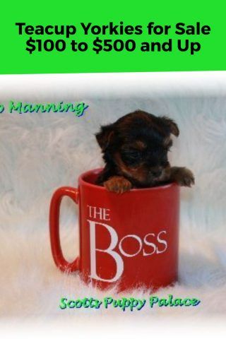 Teacup Yorkie Puppies for Sale in Georgia, GA – Teacup Yorkie – Yorkshire Terrier – Yorkie Puppies for Sale Teacup Yorkies For Sale, Teacup Dog Breeds, Teacup Yorkie For Sale, Teacup Yorkies, Yorkie Puppies For Sale, Yorkies For Sale, Teacup Dog, Puppy Palace, Teacup Yorkie Puppy