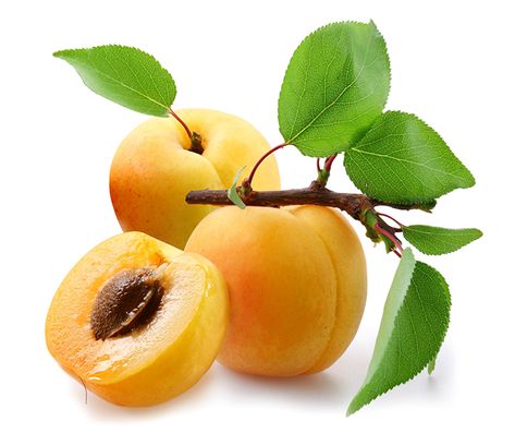 Photo Apricot Food Three 3 Branches White background Apricot Fruit, Herbal Plants, Sparkling Eyes, Healthier You, Food Photo, Fruits And Vegetables, Love Art, Apricot, Digital Painting