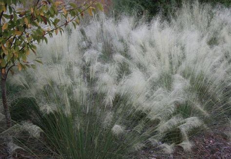 Muhlenbergia capillaris 'White Cloud' gives a cotton candy effect to the landscape. Photo courtesy of Hoffman Nursery. Muhlenbergia Capillaris, Perennial Grasses, Buy Plants Online, Grasses Landscaping, Gardening 101, Moon Garden, Buy Plants, Grass Seed, White Cloud