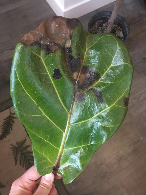 Fiddle Leaf Fig Care, Fiddle Fig Tree, Fiddle Tree, Leaves Meaning, Fiddle Leaf Tree, Fig Plant, Fiddle Fig, Root Rot, Fiddle Leaf Fig Tree