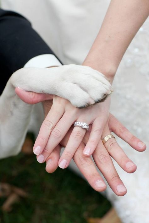 Wedding Photo Ideas Wedding Photo Ideas Dog, Wedding Photography With Dogs, Wedding Photo With Dog, Dog Wedding Ideas, Dog Wedding Photos, Puppy Wedding, Dog Wedding Outfits, Wedding Picture Poses, Shot List